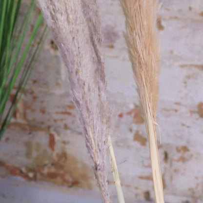 Tall Pampas Grass Pack of 6 Light and Dark Long Stems 105cm